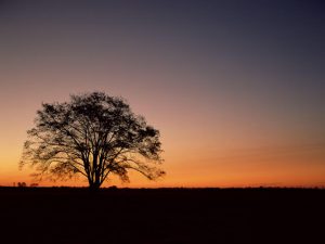 2018/08/16 FXのない日記